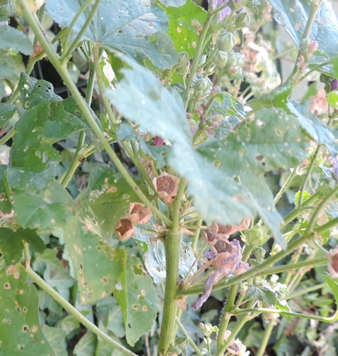 nel mio giardino - Malva sylvestris